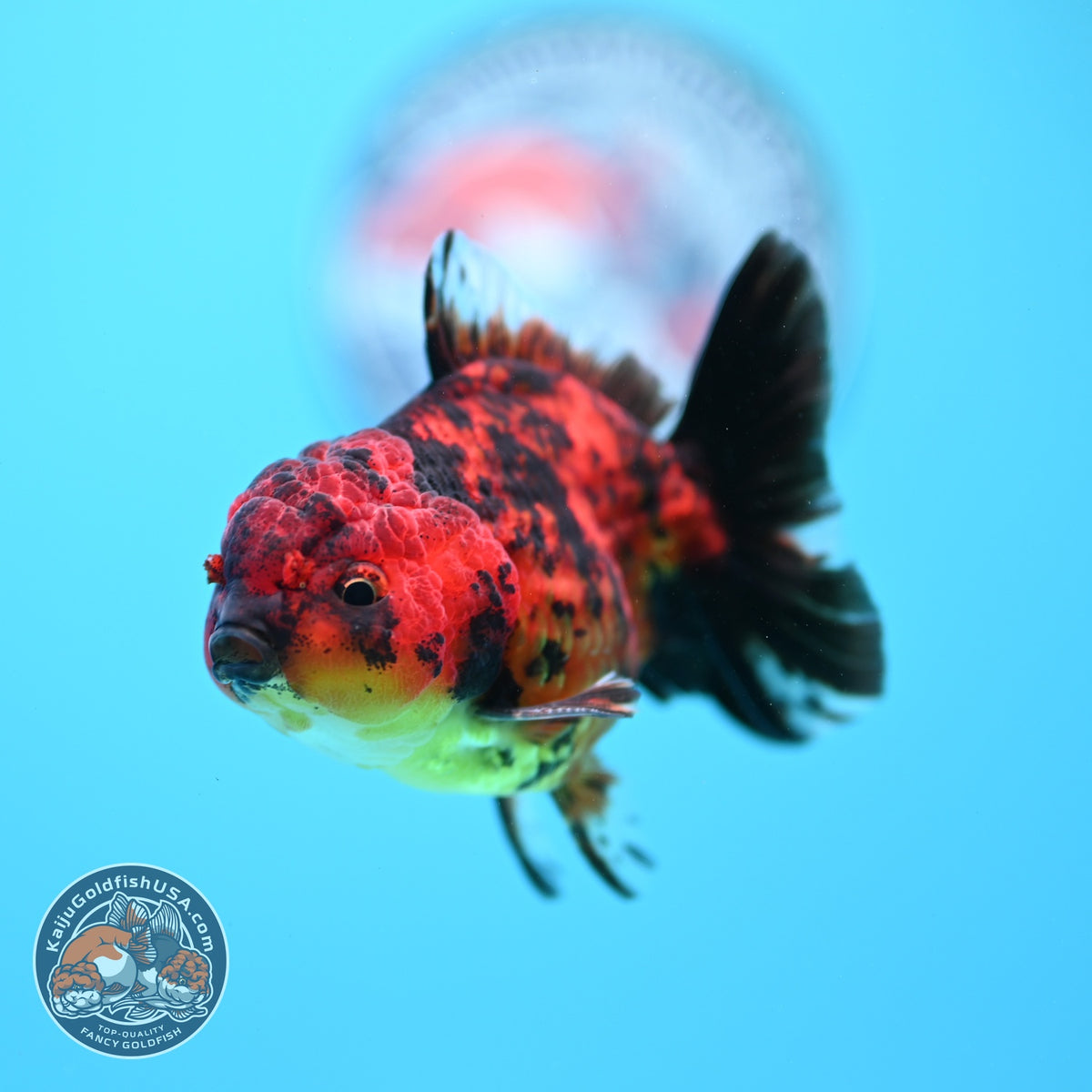 Shogun Tiger Oranda 3 inch Body (260918_OR14)