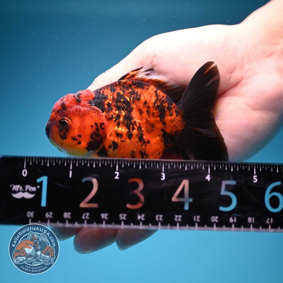 Shogun Tiger Oranda 3 inch Body (260918_OR14)