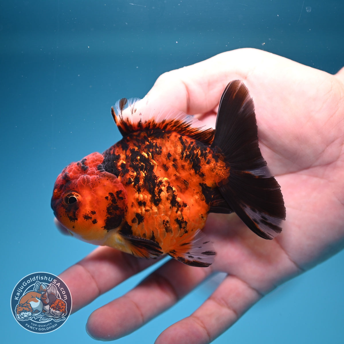 Shogun Tiger Oranda 3 inch Body (260918_OR14)