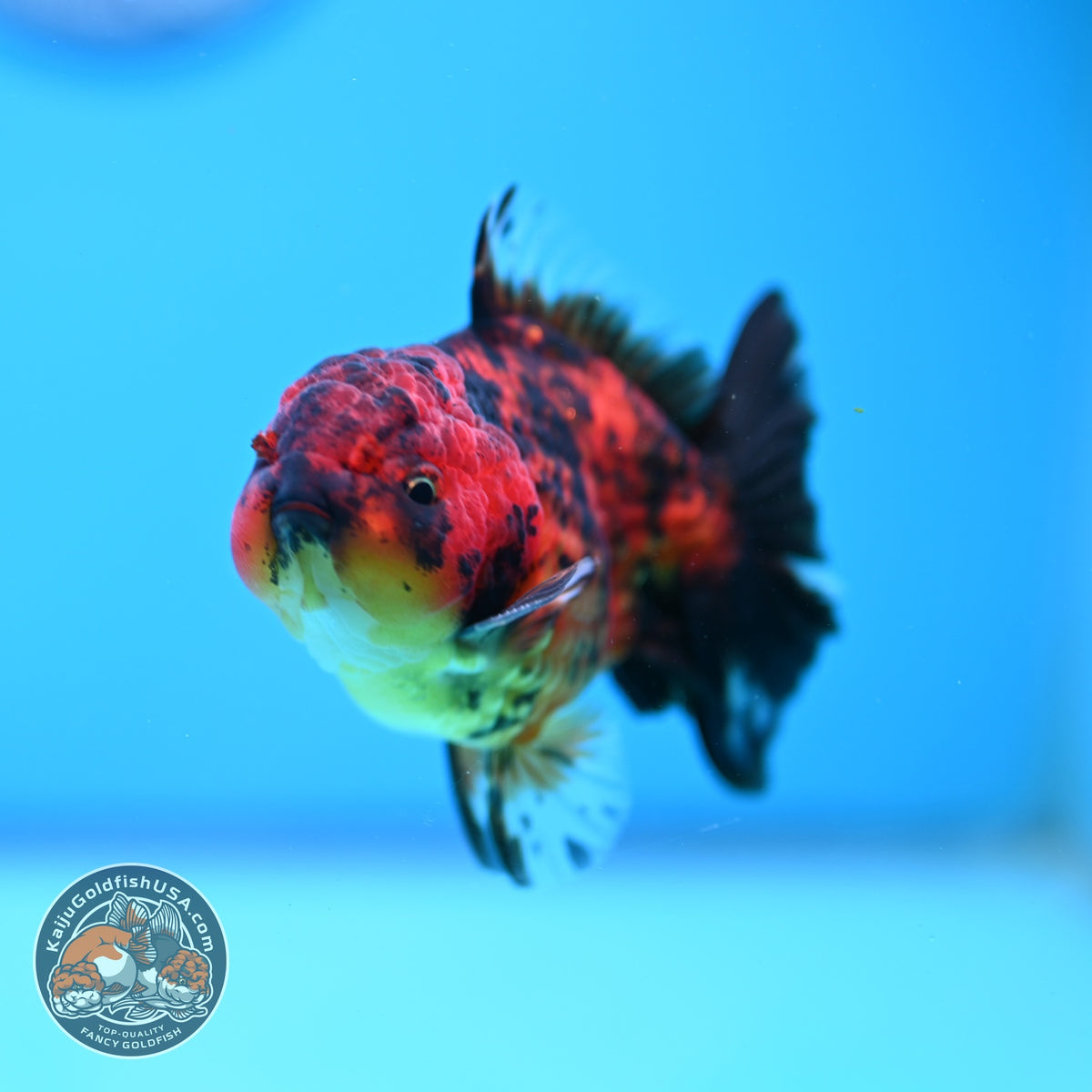 Shogun Tiger Oranda 3 inch Body (260918_OR14)