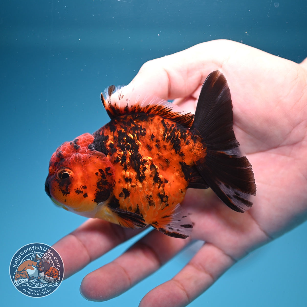 Shogun Tiger Oranda 3 inch Body (260918_OR14)