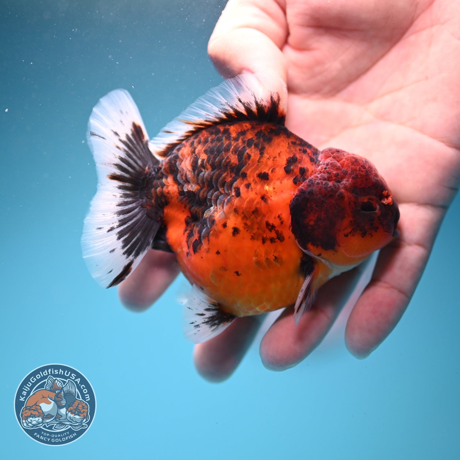 Shogun Tiger Oranda 3.3 inch Body (260807_OR15)