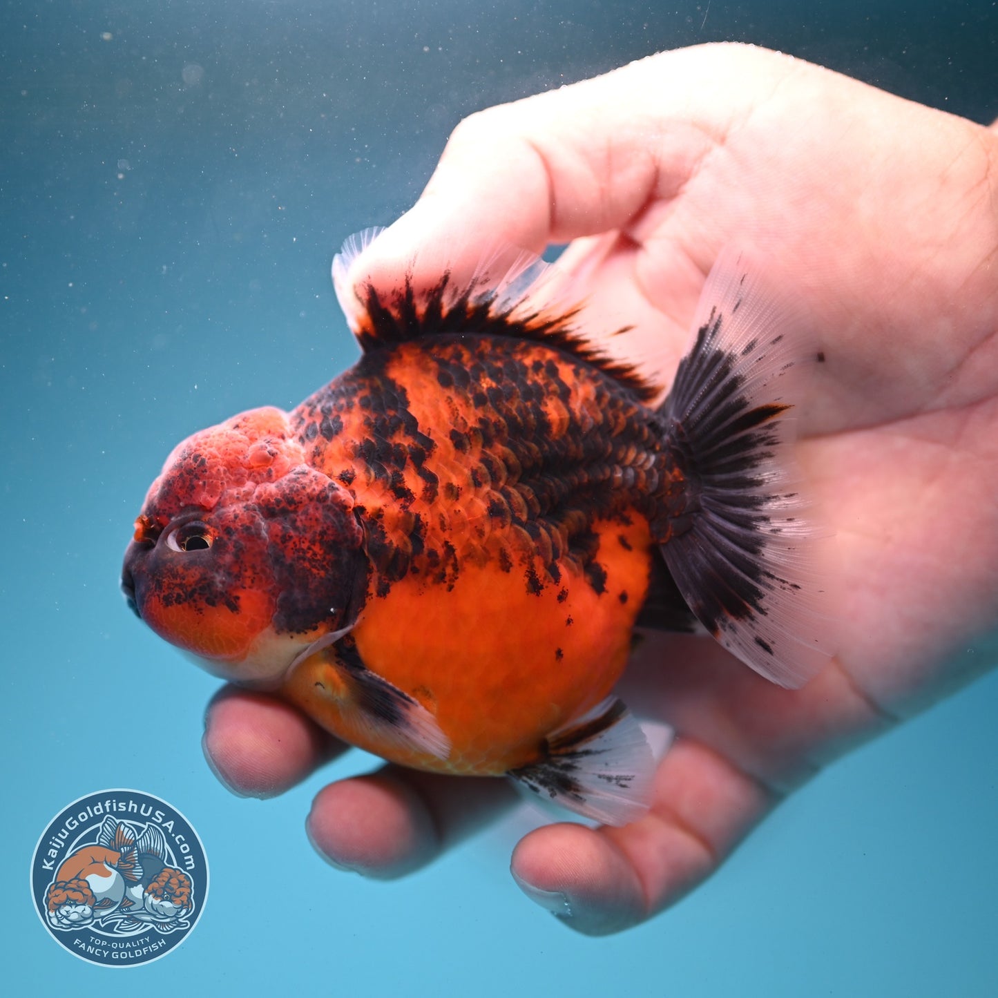 Shogun Tiger Oranda 3.3 inch Body (260807_OR15)