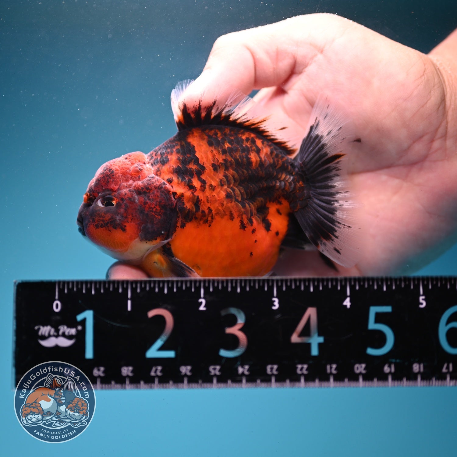 Shogun Tiger Oranda 3.3 inch Body (260807_OR15)