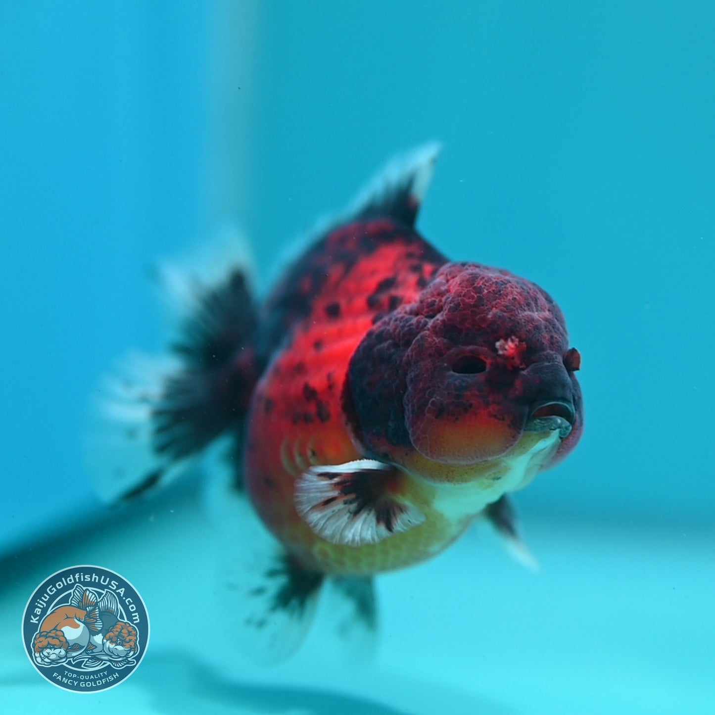 Shogun Tiger Oranda 3.3 inch Body (260807_OR15)