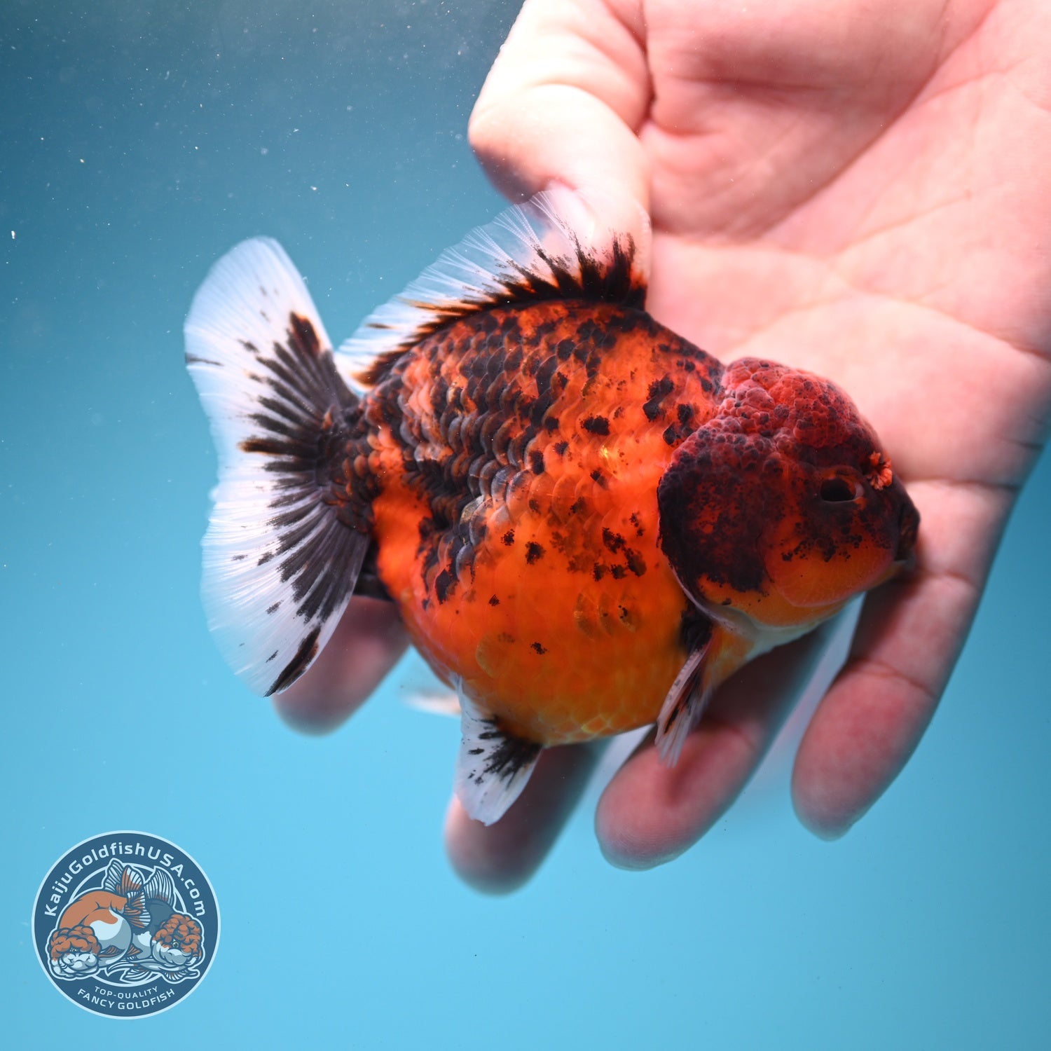 Shogun Tiger Oranda 3.3 inch Body (260807_OR15)