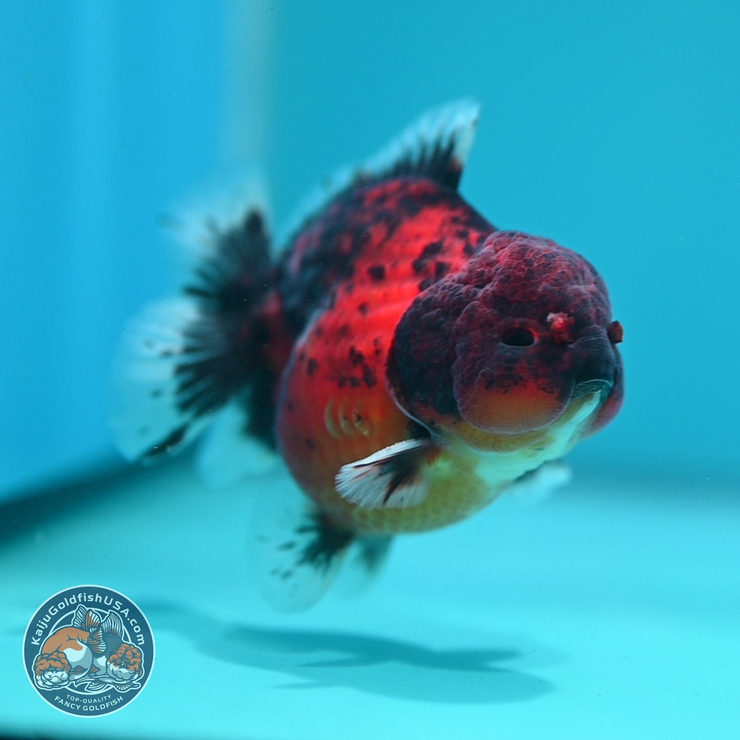 Shogun Tiger Oranda 3.3 inch Body (260807_OR15)
