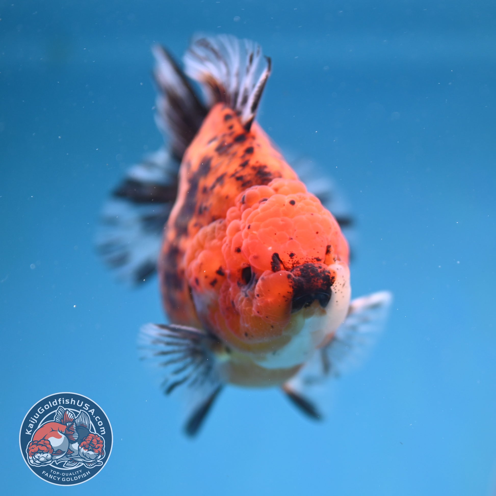 Shogun Tiger Oranda 3.5 inch Body (260109_OR17)