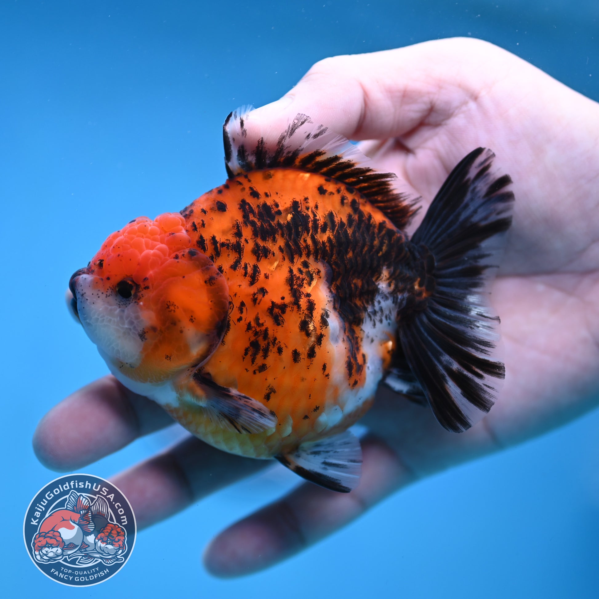 Shogun Tiger Oranda 3.5 inch Body (260109_OR17)