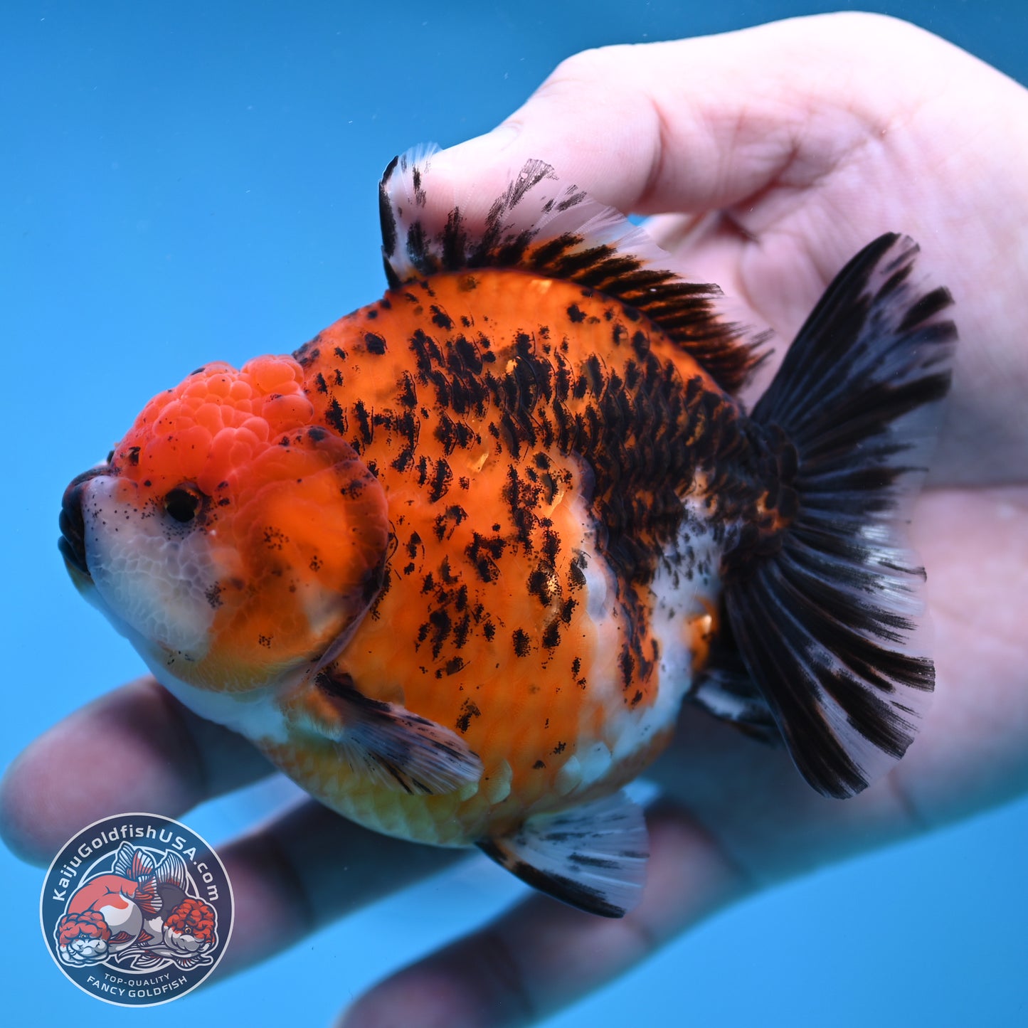 Shogun Tiger Oranda 3.5 inch Body (260109_OR17)