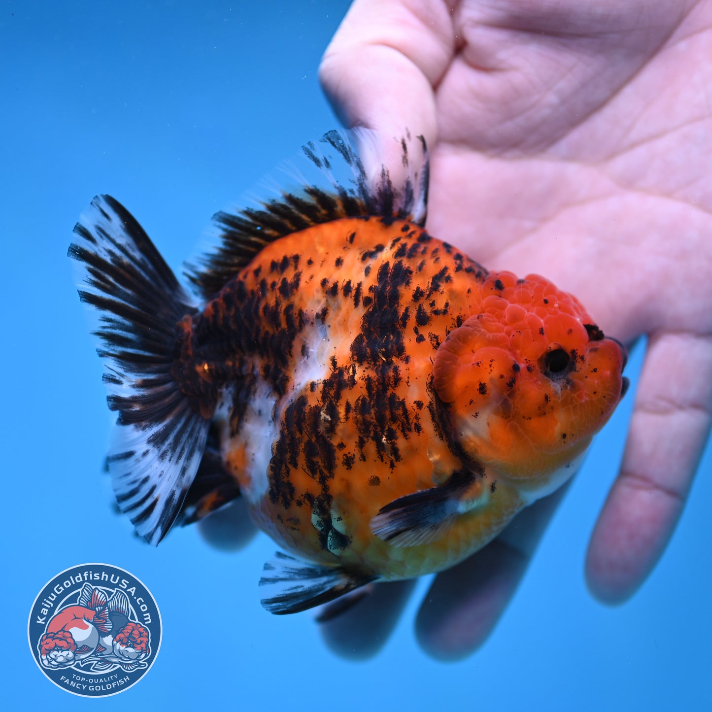 Shogun Tiger Oranda 3.5 inch Body (260109_OR17)