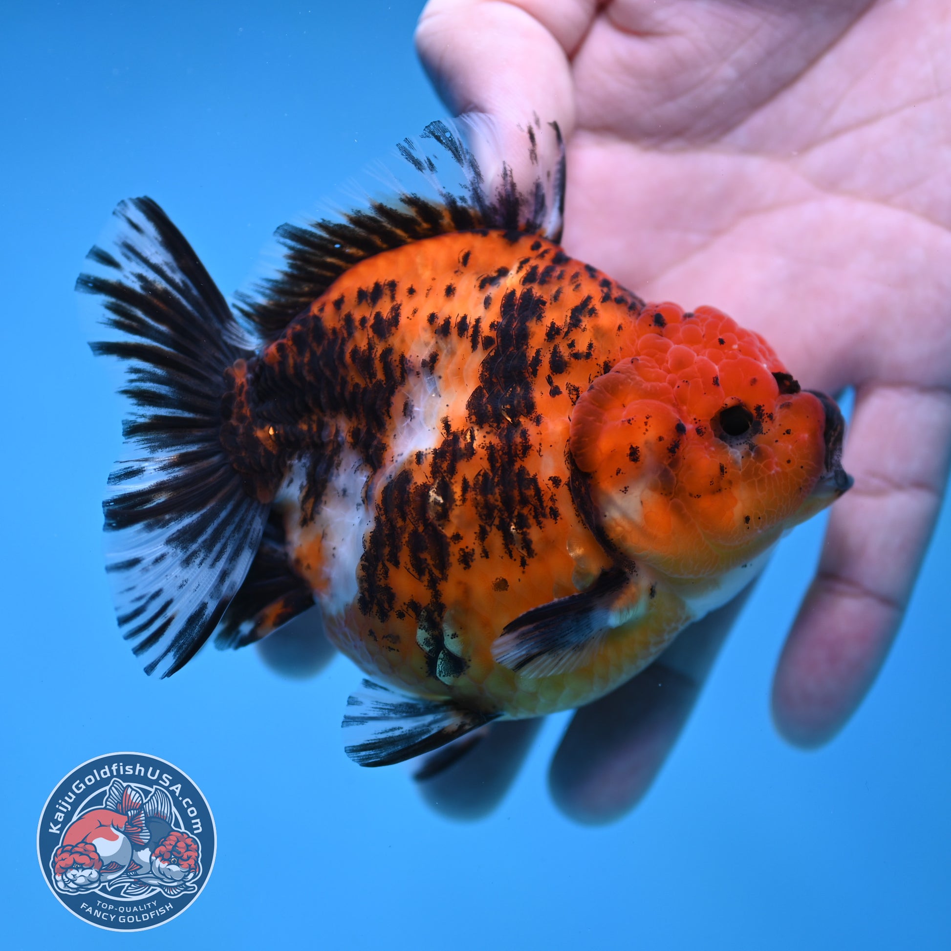Shogun Tiger Oranda 3.5 inch Body (260109_OR17)