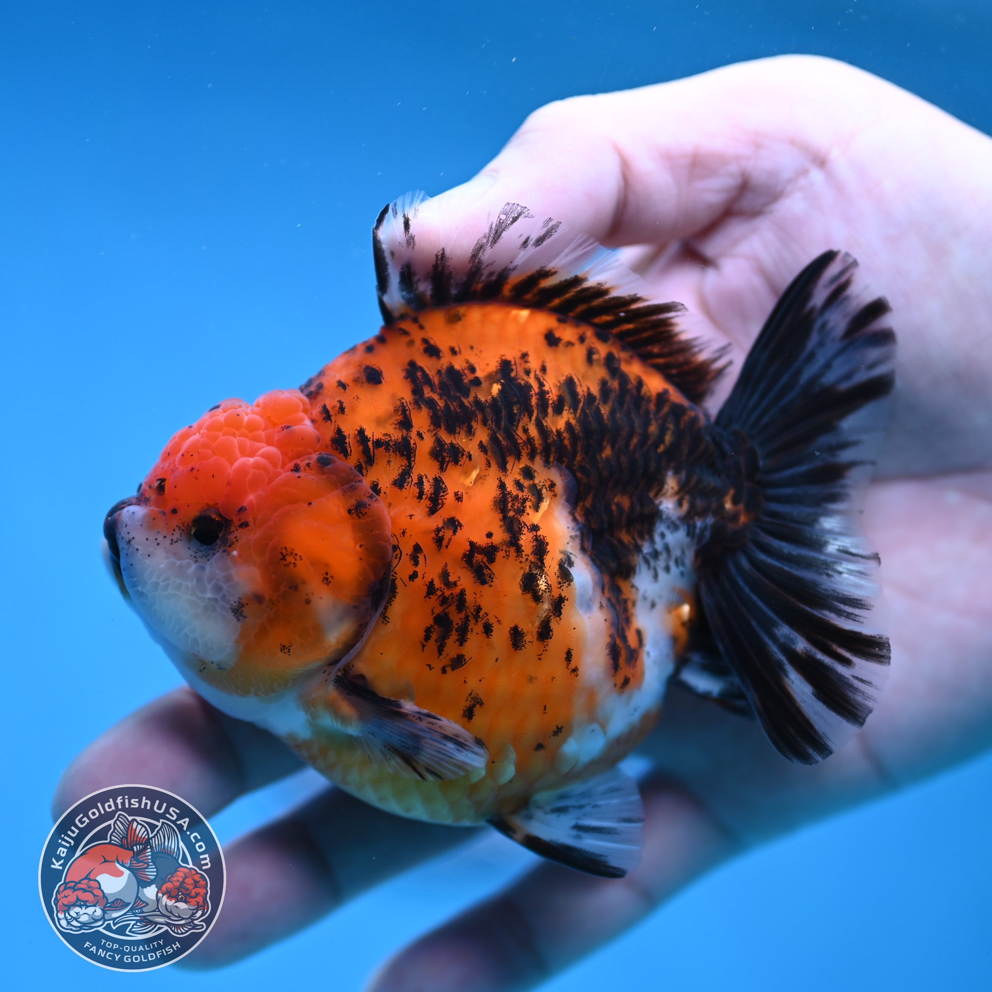 Shogun Tiger Oranda 3.5 inch Body (260109_OR17)