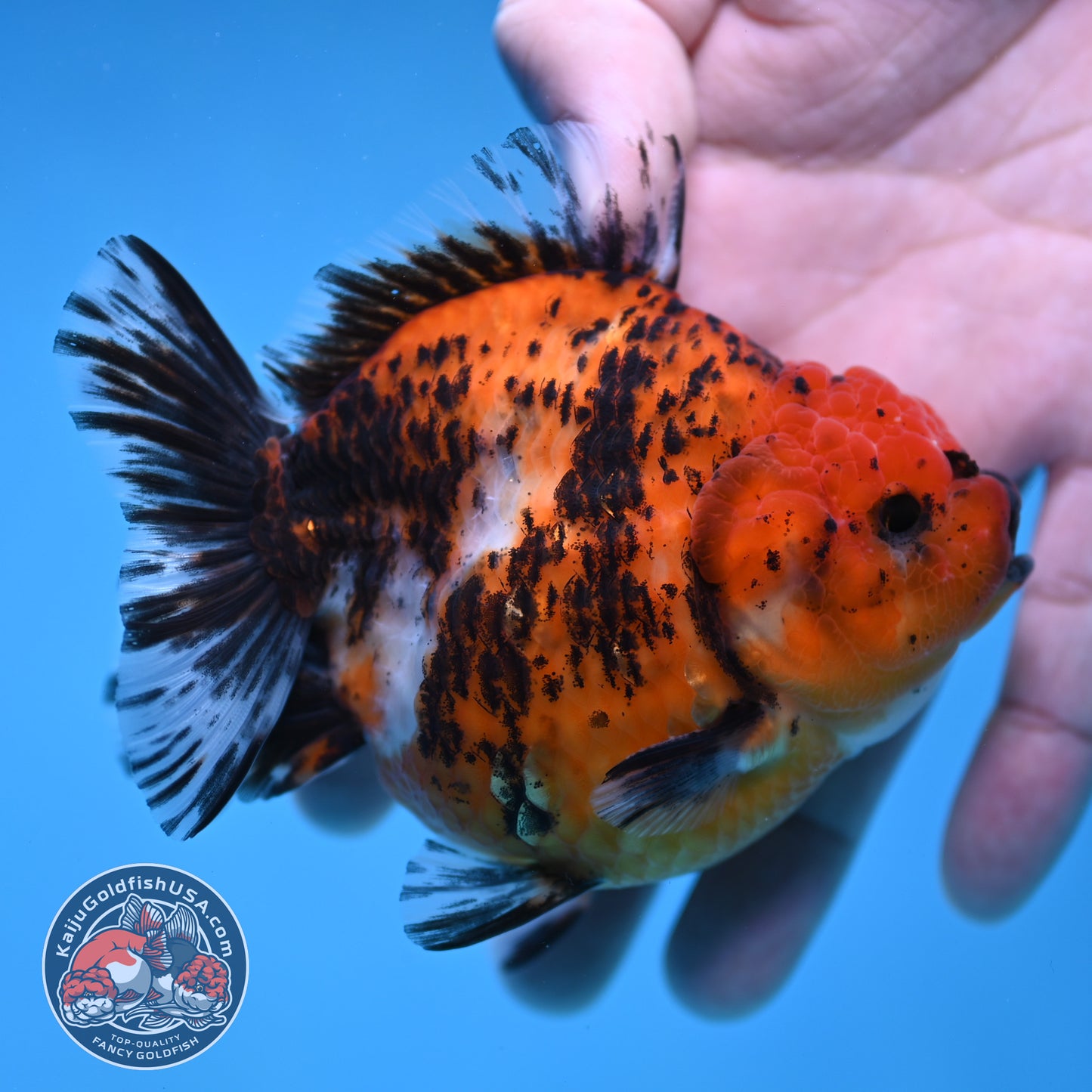 Shogun Tiger Oranda 3.5 inch Body (260109_OR17)