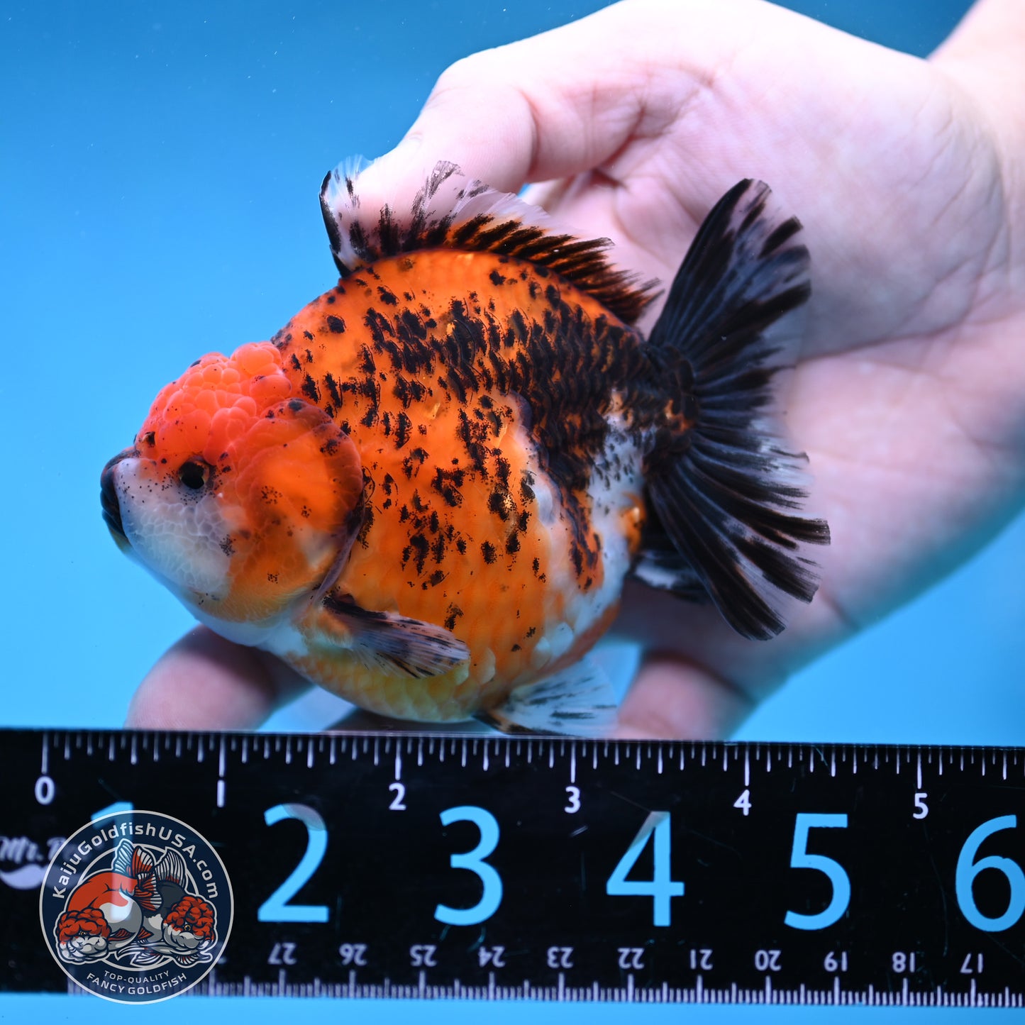 Shogun Tiger Oranda 3.5 inch Body (260109_OR17)