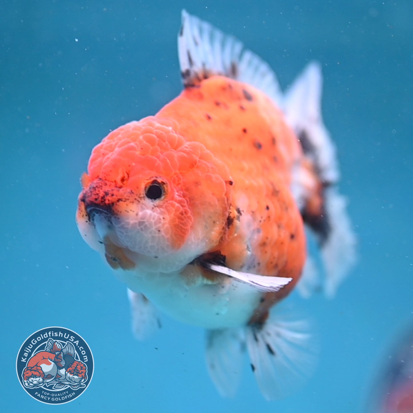 Shogun Tiger Oranda 3.5 inch Body (260123_OR06)