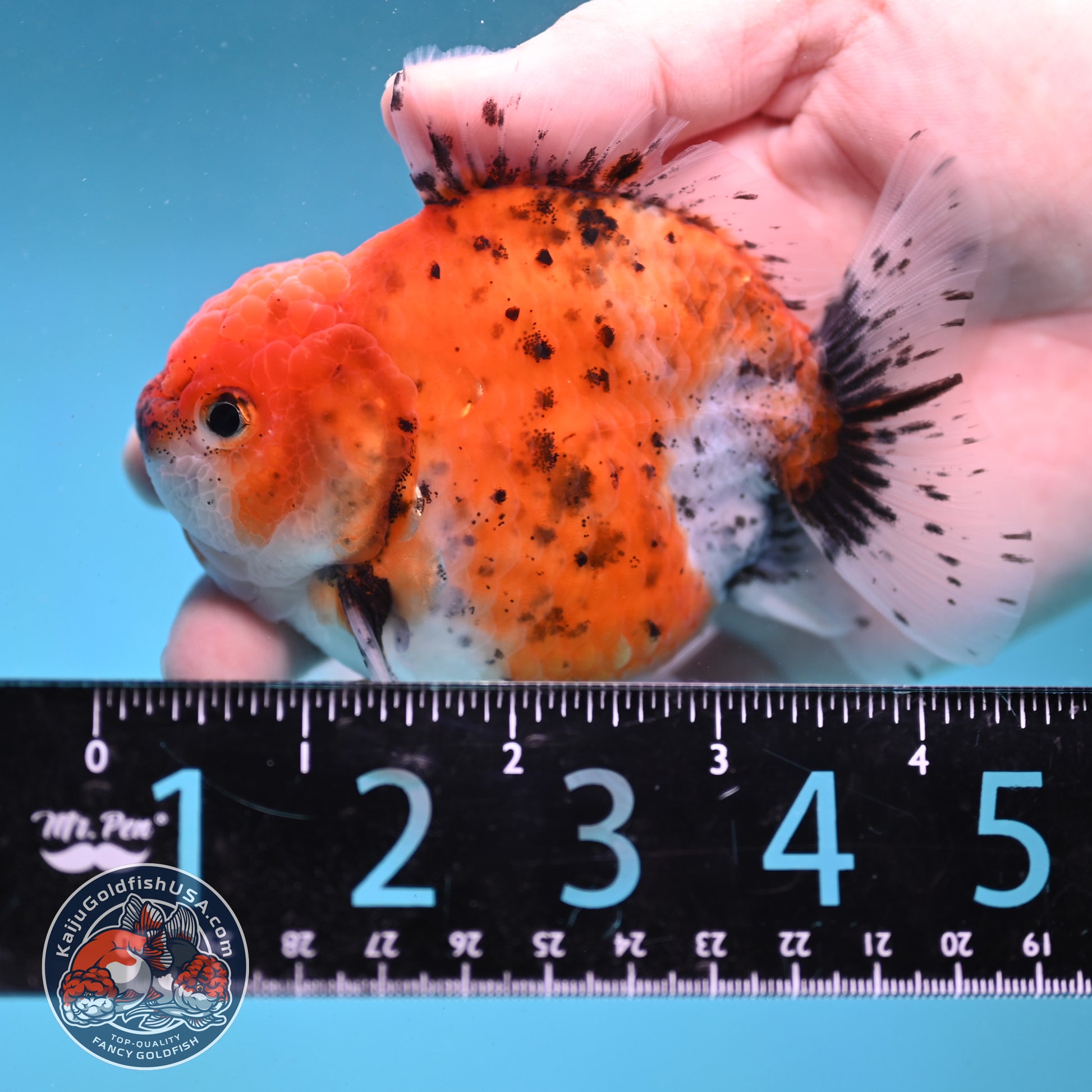 Shogun Tiger Oranda 3.5 inch Body (260123_OR06)