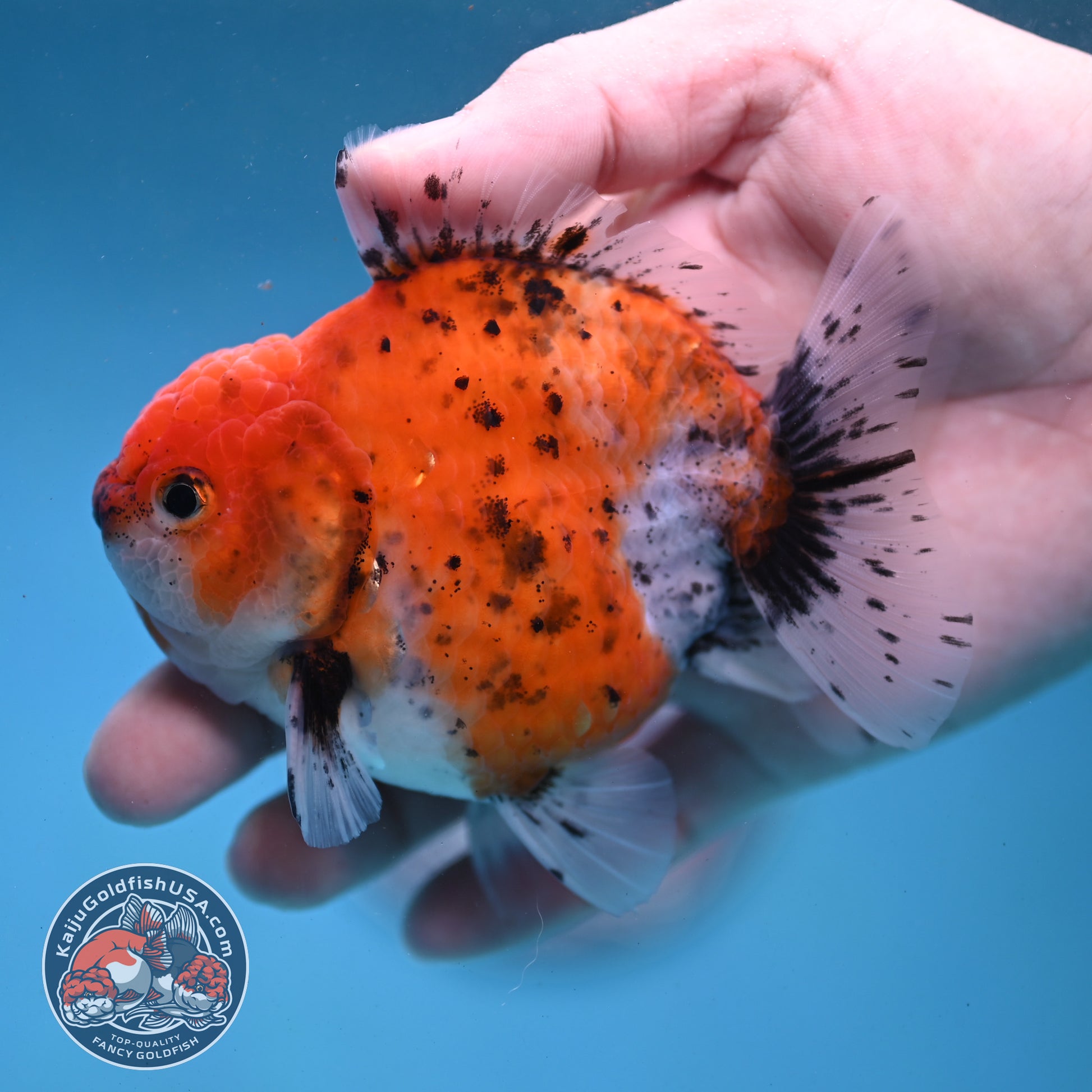 Shogun Tiger Oranda 3.5 inch Body (260123_OR06)
