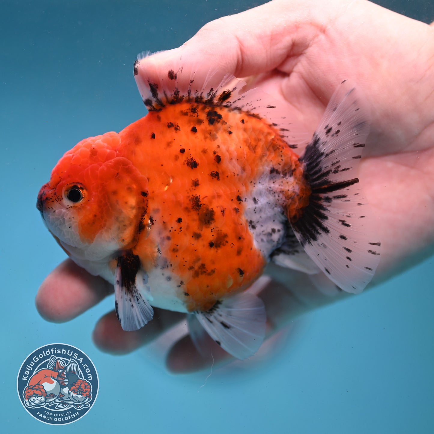 Shogun Tiger Oranda 3.5 inch Body (260123_OR06)