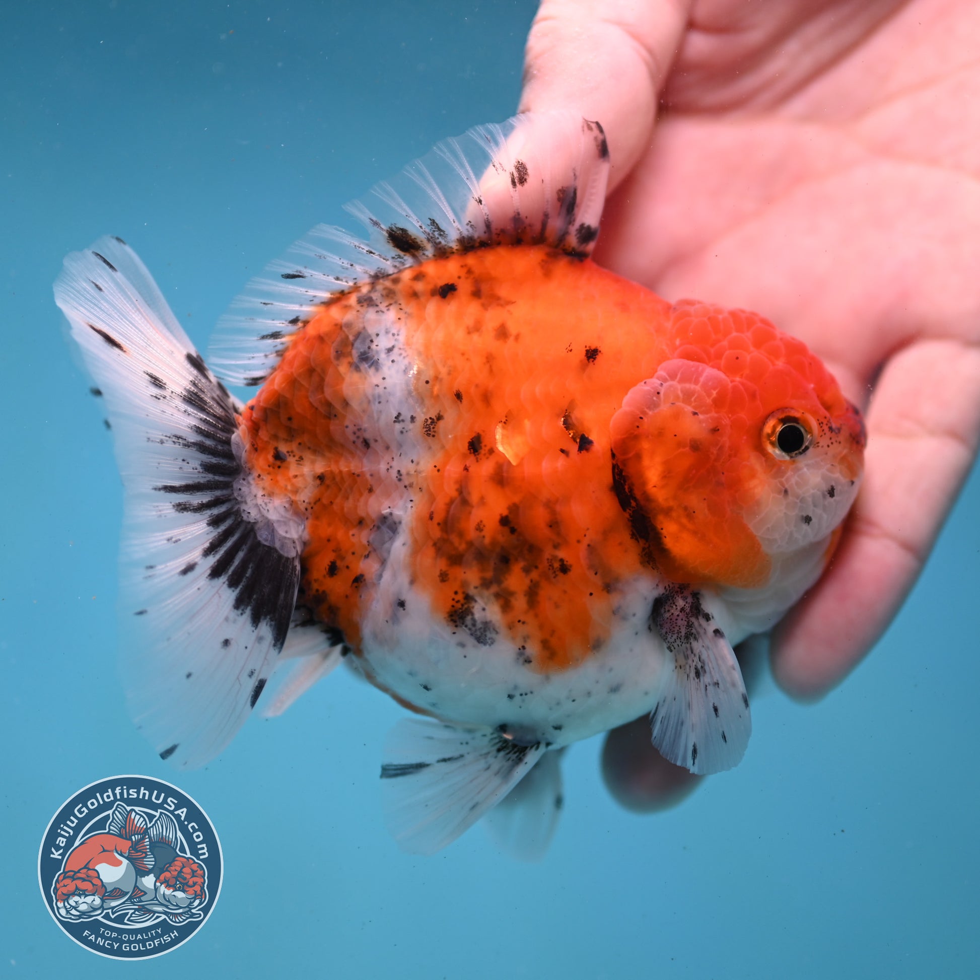 Shogun Tiger Oranda 3.5 inch Body (260123_OR06)