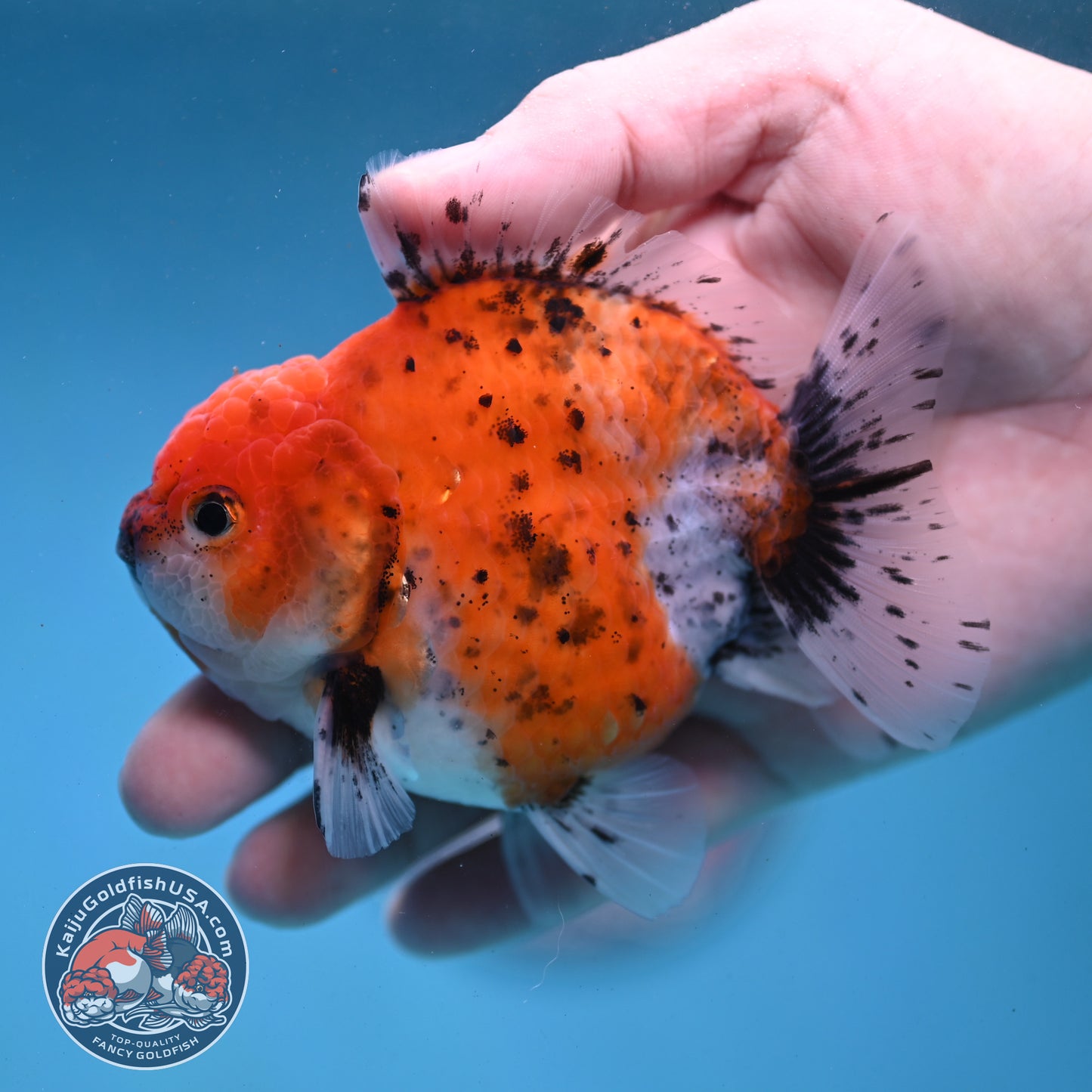 Shogun Tiger Oranda 3.5 inch Body (260123_OR06)