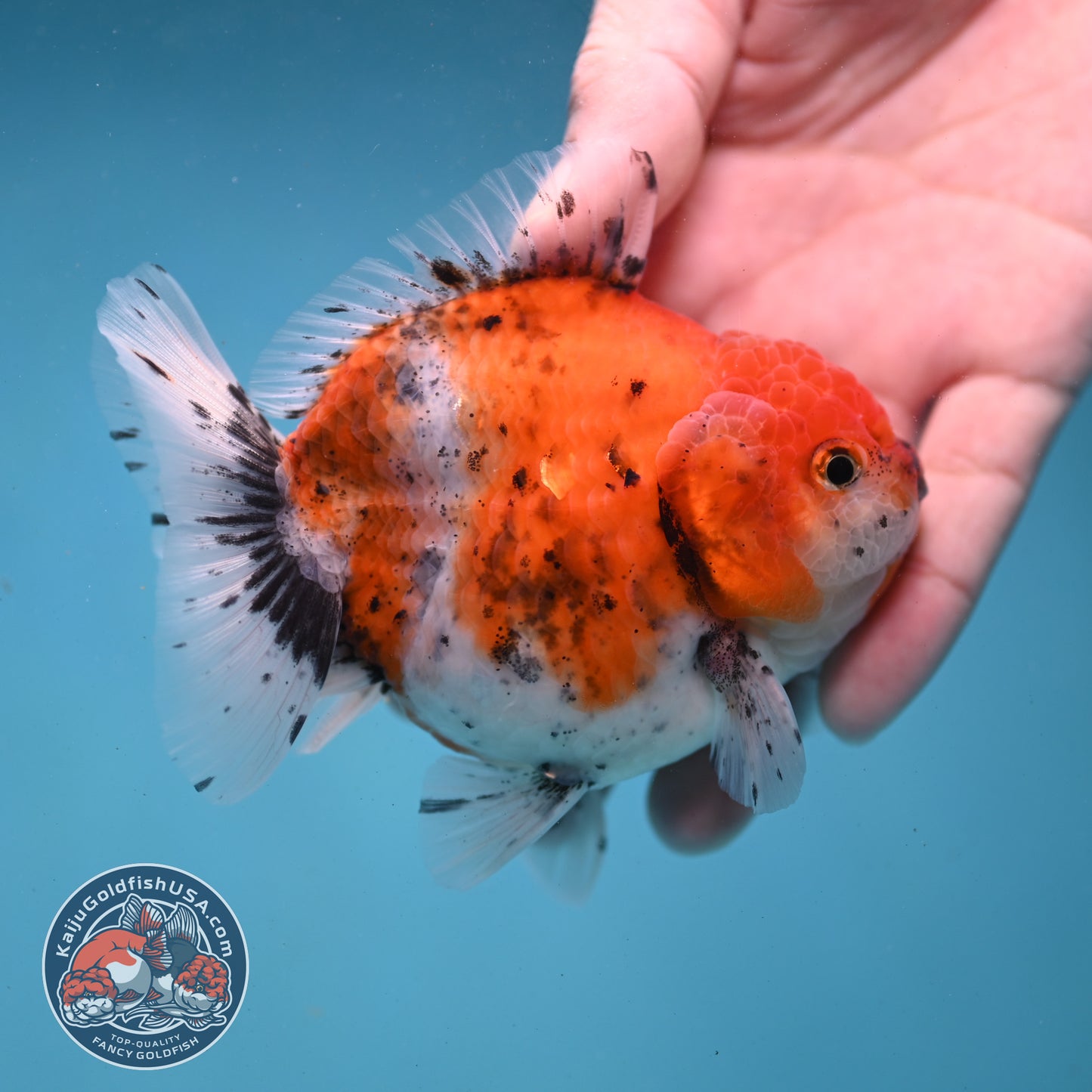 Shogun Tiger Oranda 3.5 inch Body (260123_OR06)