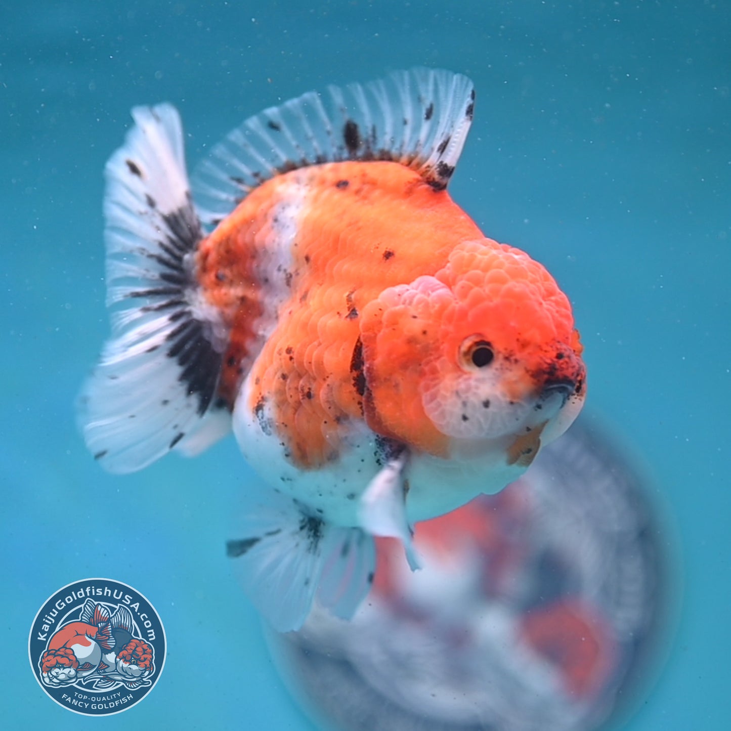 Shogun Tiger Oranda 3.5 inch Body (260123_OR06)