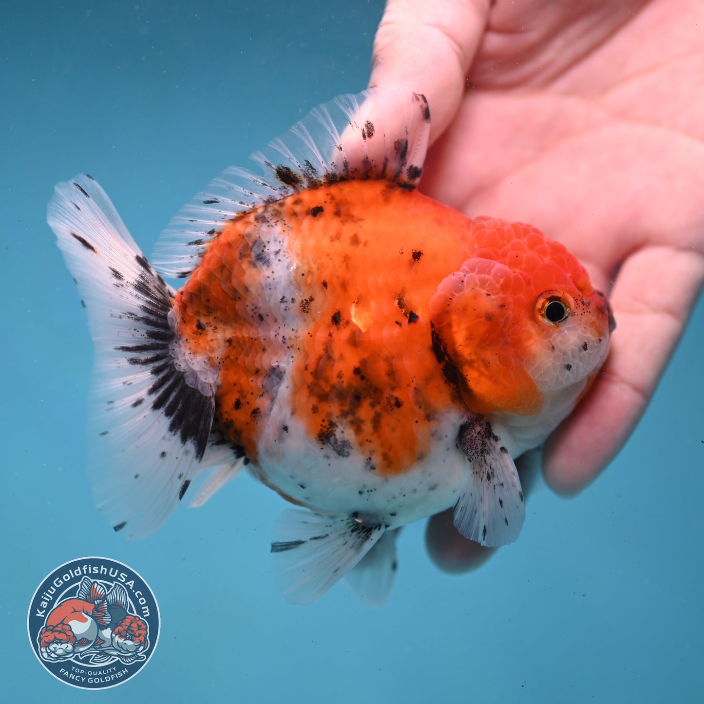 Shogun Tiger Oranda 3.5 inch Body (260123_OR06)