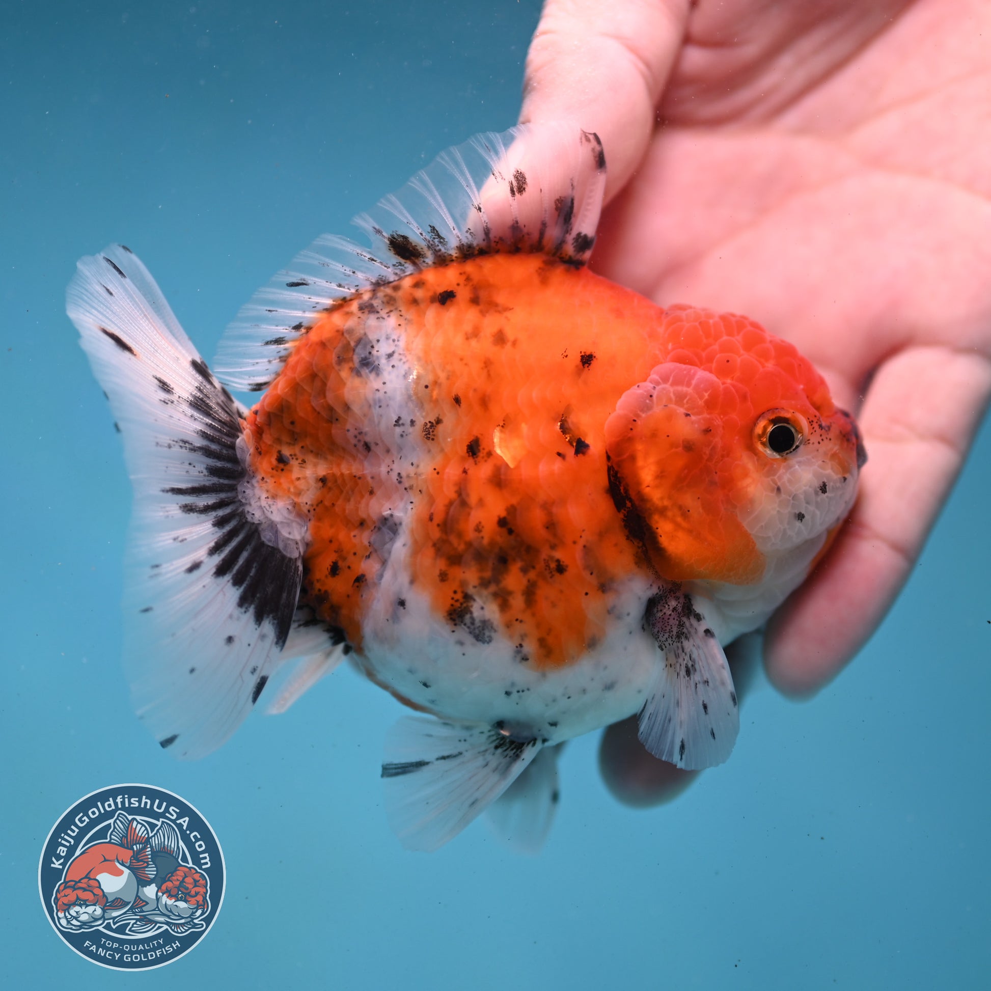 Shogun Tiger Oranda 3.5 inch Body (260123_OR06)