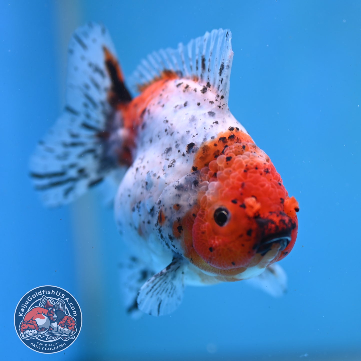 Shogun Tiger Oranda 3.5 inch Body (260123_OR08)