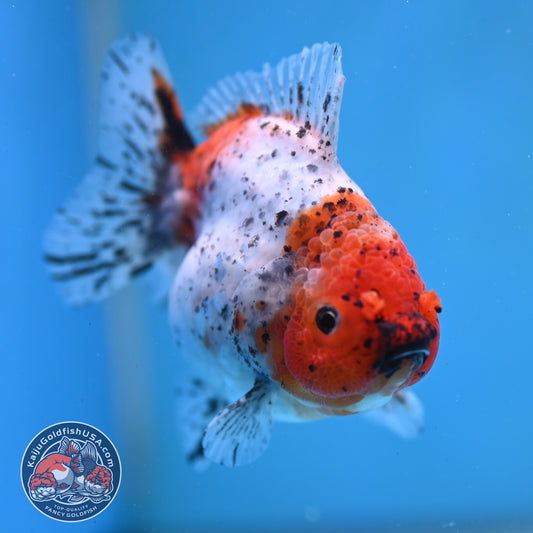 Shogun Tiger Oranda 3.5 inch Body (260123_OR08)