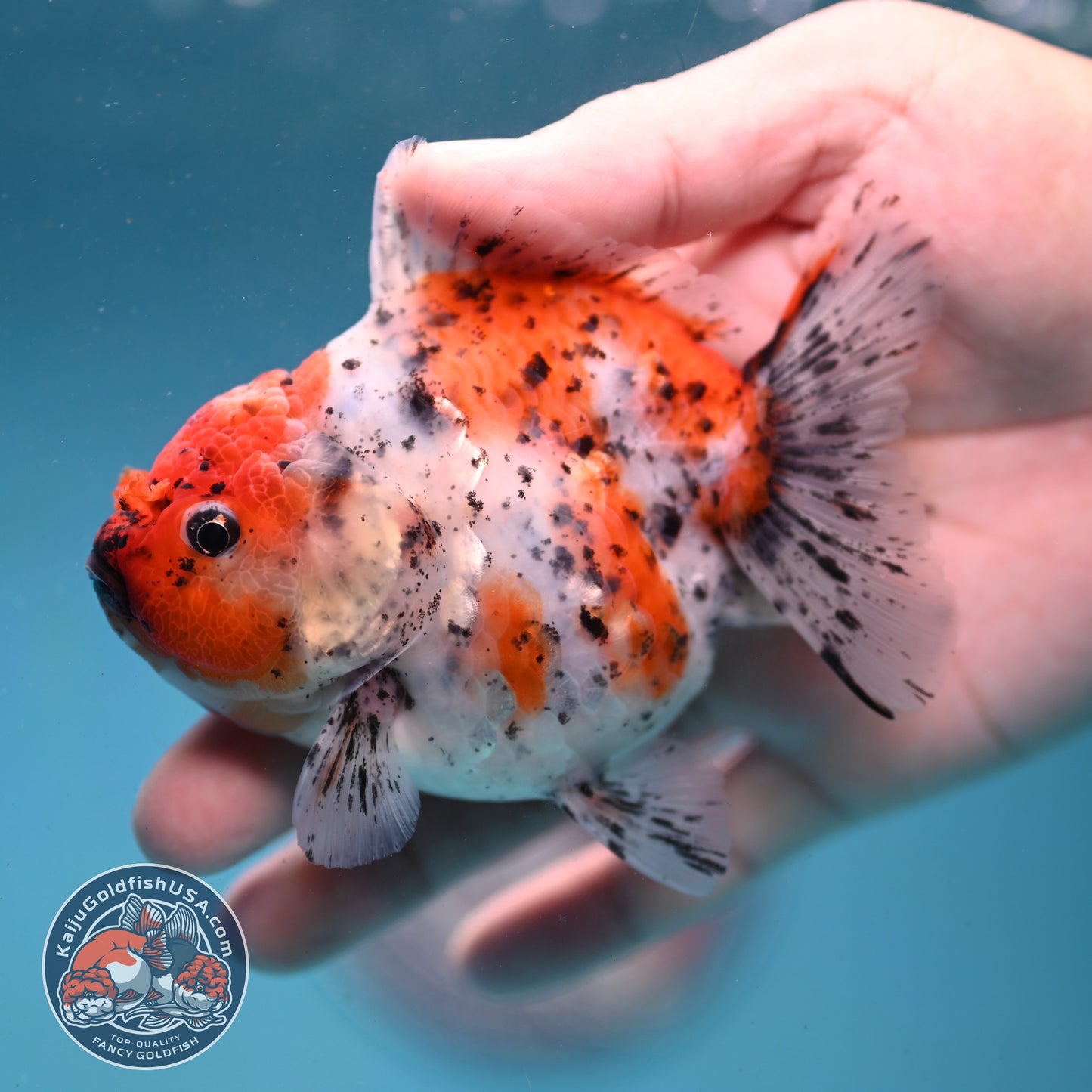 Shogun Tiger Oranda 3.5 inch Body (260123_OR08)