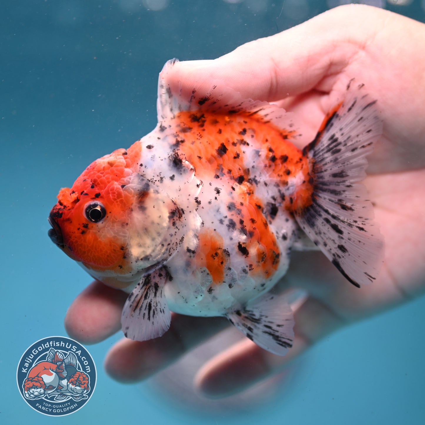 Shogun Tiger Oranda 3.5 inch Body (260123_OR08)