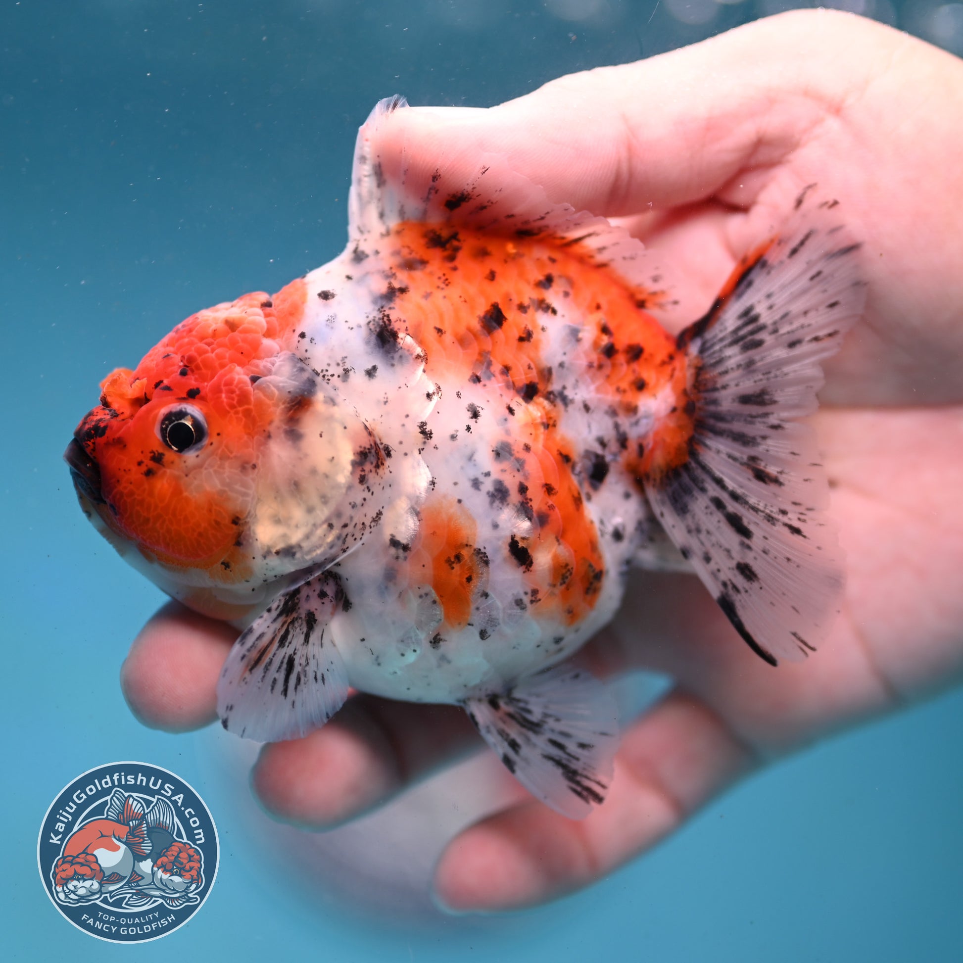 Shogun Tiger Oranda 3.5 inch Body (260123_OR08)