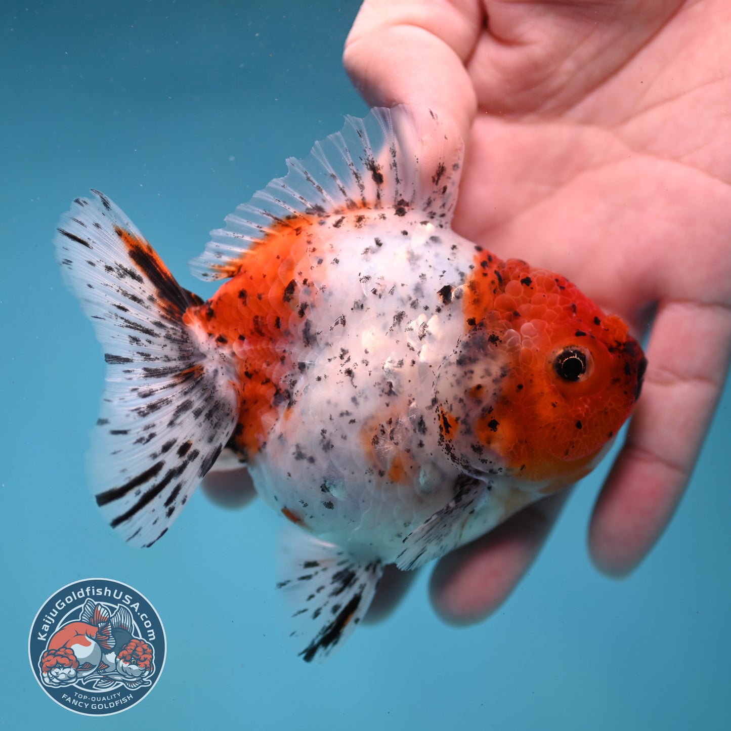Shogun Tiger Oranda 3.5 inch Body (260123_OR08)