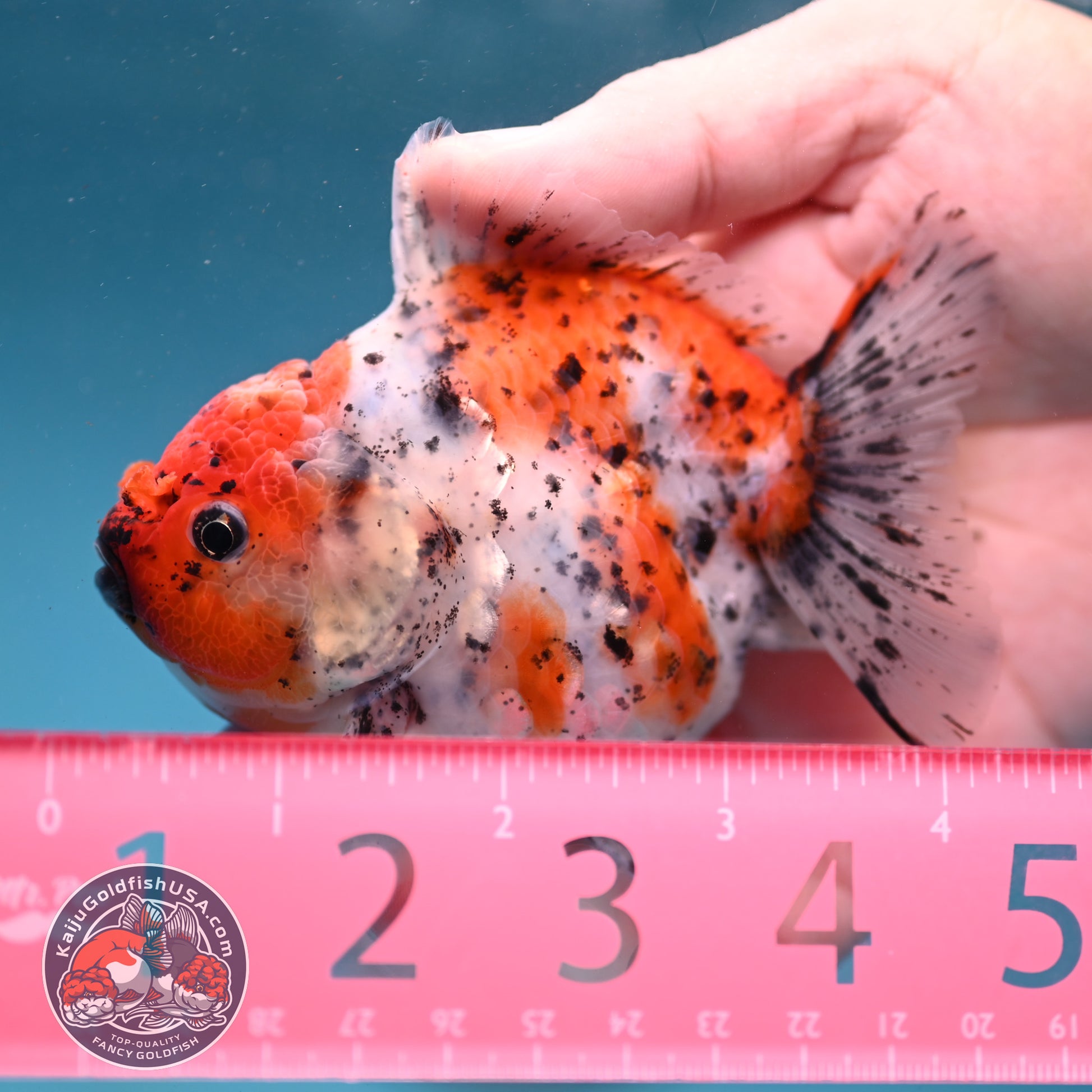 Shogun Tiger Oranda 3.5 inch Body (260123_OR08)