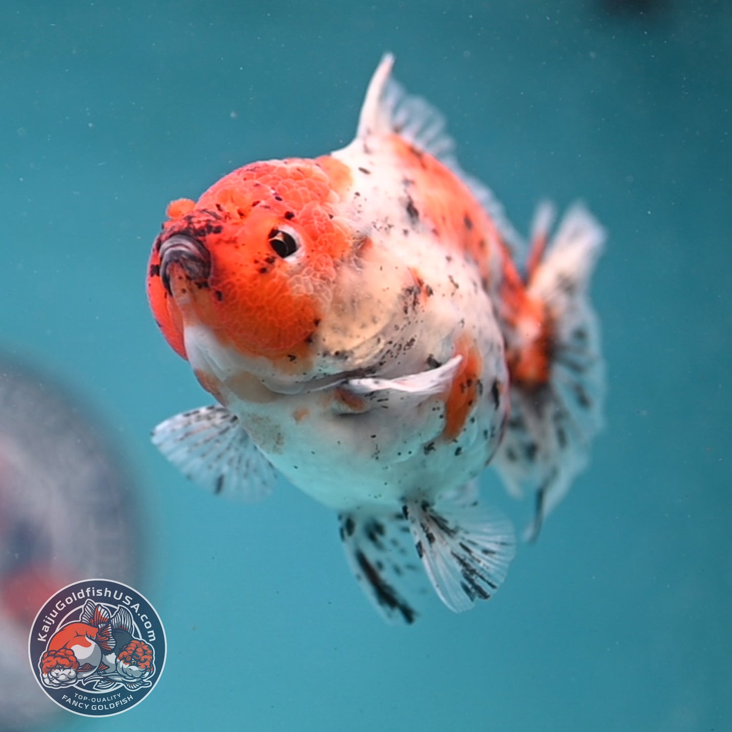 Shogun Tiger Oranda 3.5 inch Body (260123_OR08)