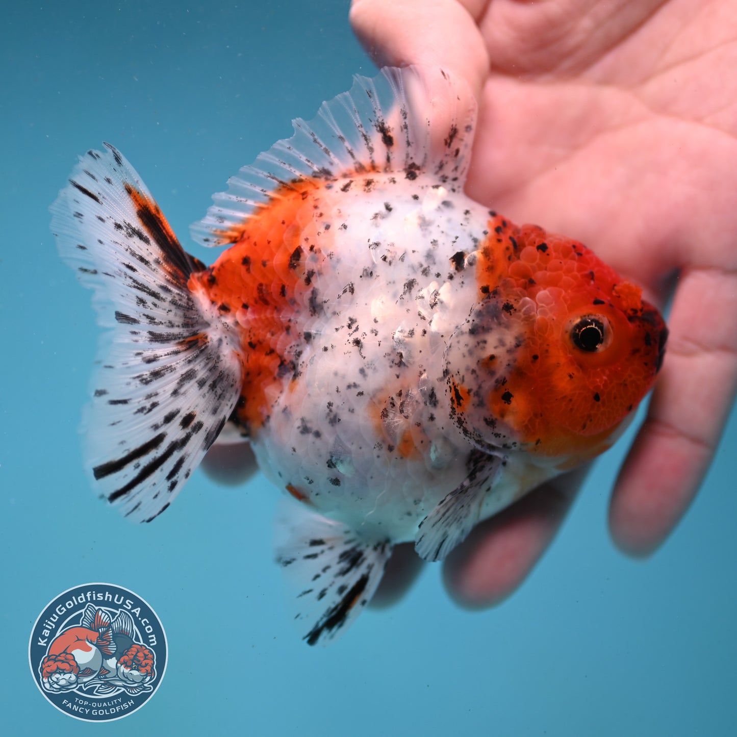 Shogun Tiger Oranda 3.5 inch Body (260123_OR08)