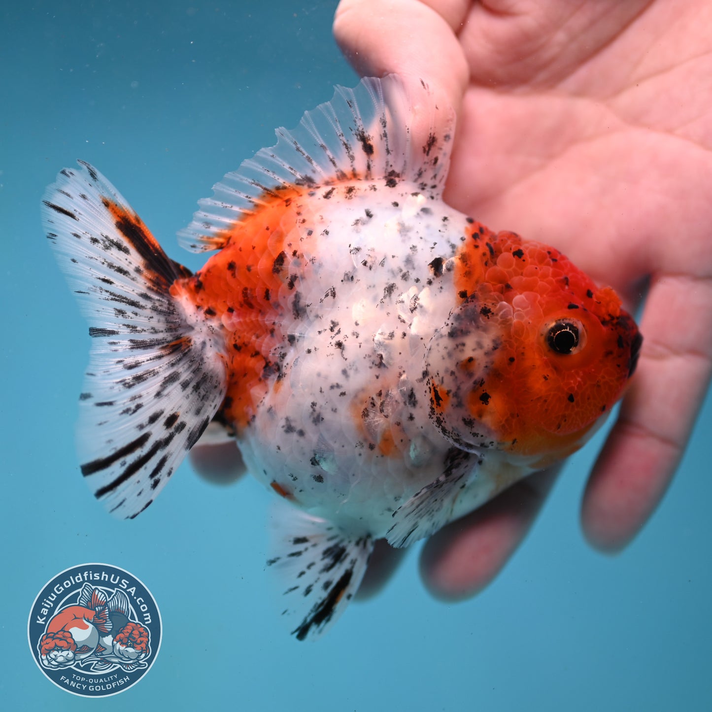 Shogun Tiger Oranda 3.5 inch Body (260123_OR08)