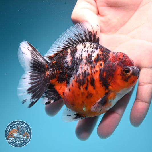 Shogun Tiger Oranda 3.5 inch Body (260724_OR10)
