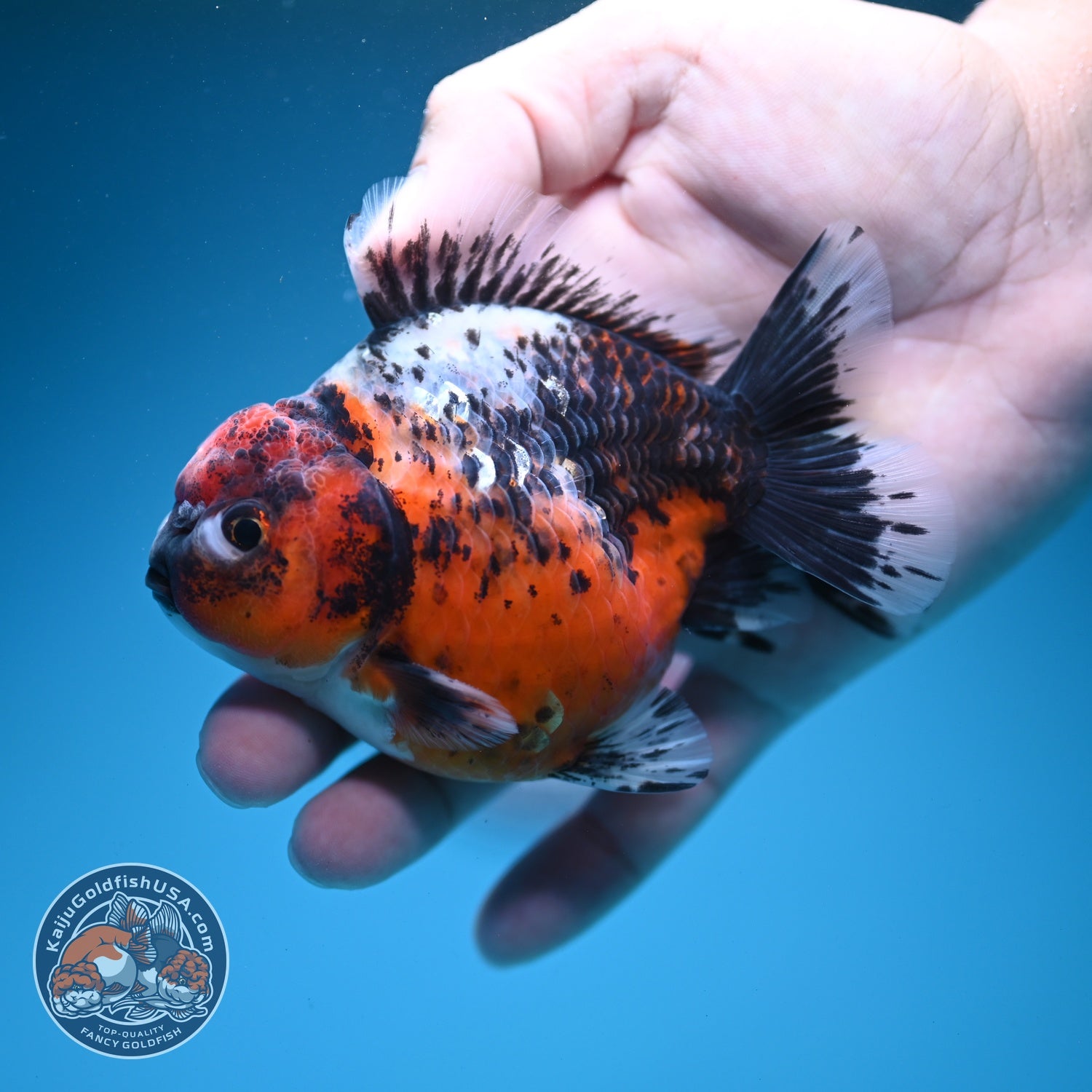 Shogun Tiger Oranda 3.5 inch Body (260724_OR10)