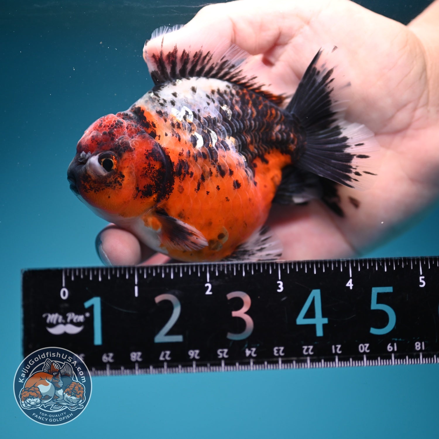 Shogun Tiger Oranda 3.5 inch Body (260724_OR10)