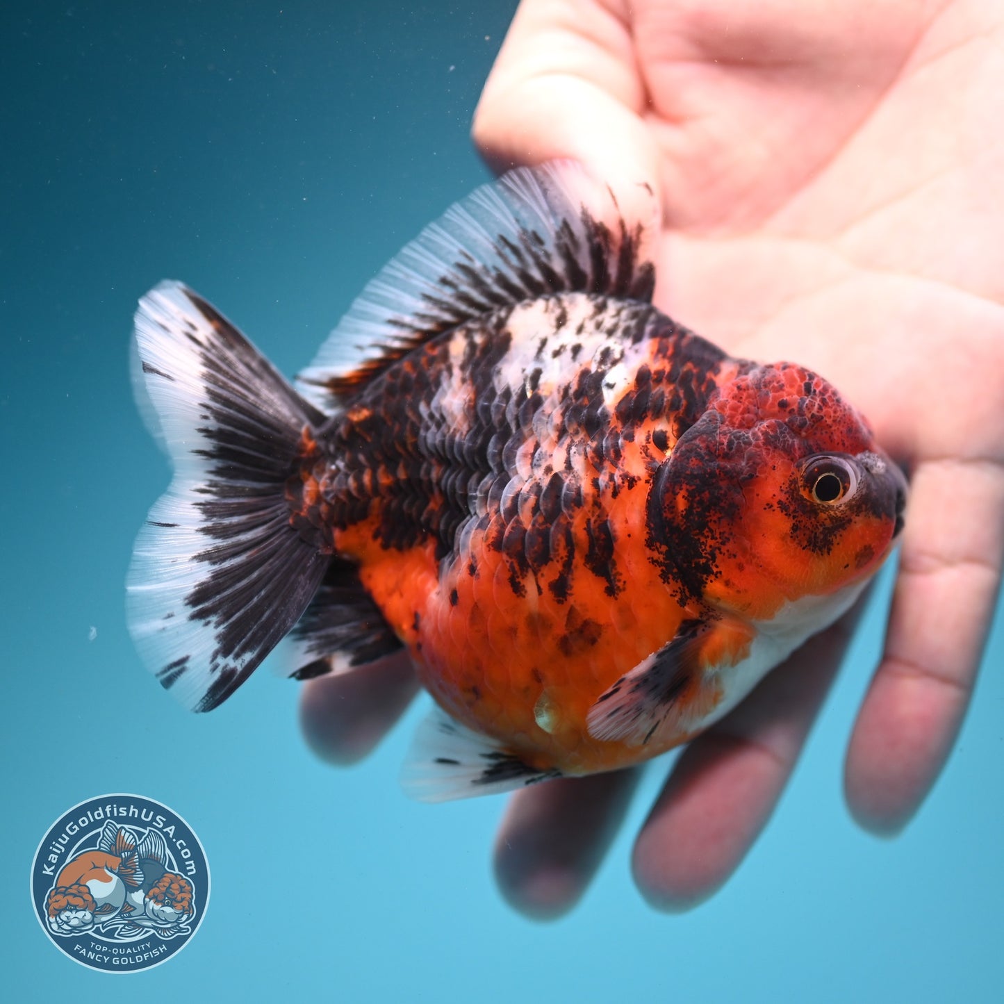 Shogun Tiger Oranda 3.5 inch Body (260724_OR10)