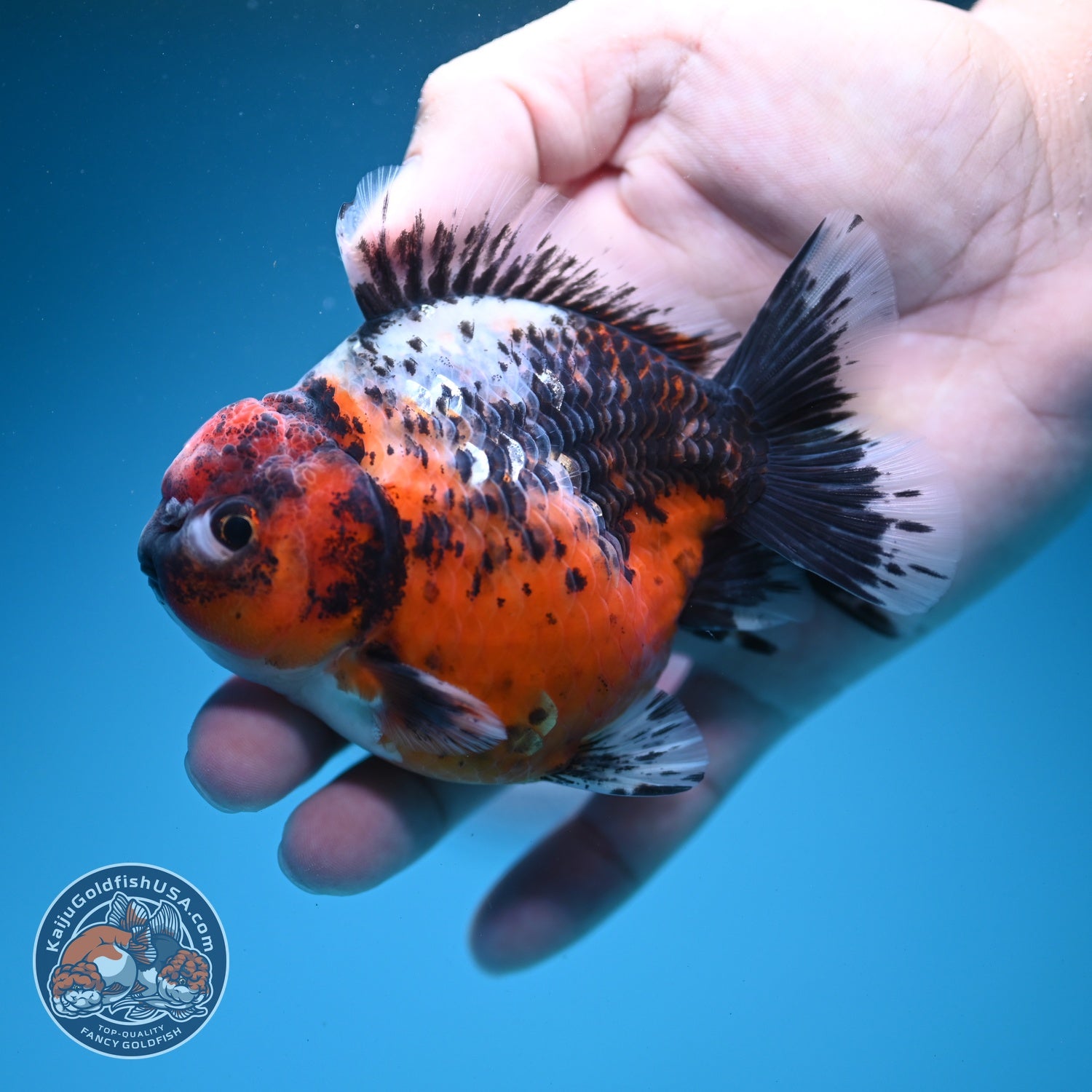 Shogun Tiger Oranda 3.5 inch Body (260724_OR10)