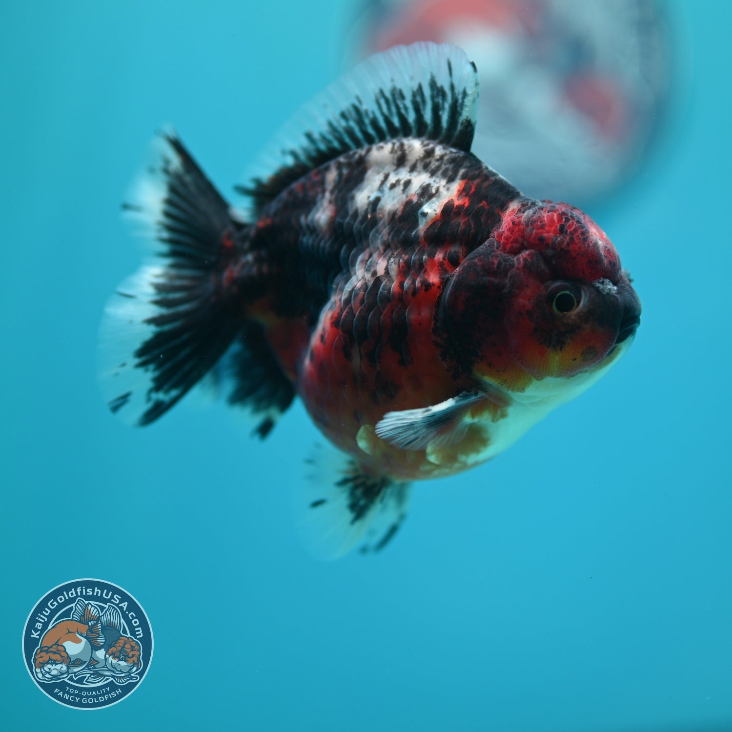 Shogun Tiger Oranda 3.5 inch Body (260724_OR10)