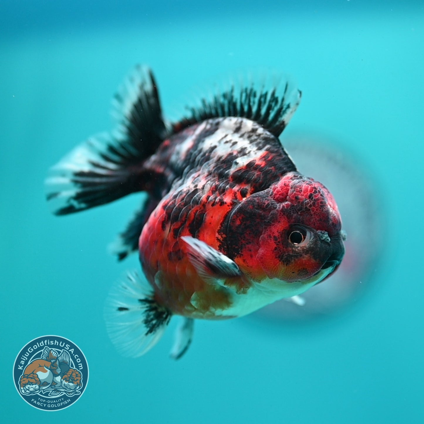 Shogun Tiger Oranda 3.5 inch Body (260724_OR10)