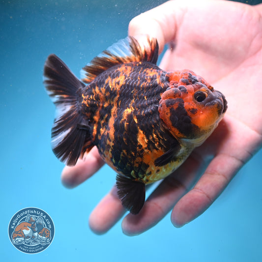 Shogun Tiger Oranda 3.5 inch Body (260814_OR02)