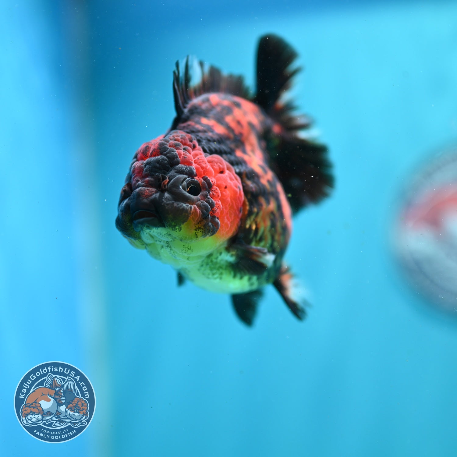 Shogun Tiger Oranda 3.5 inch Body (260814_OR02)