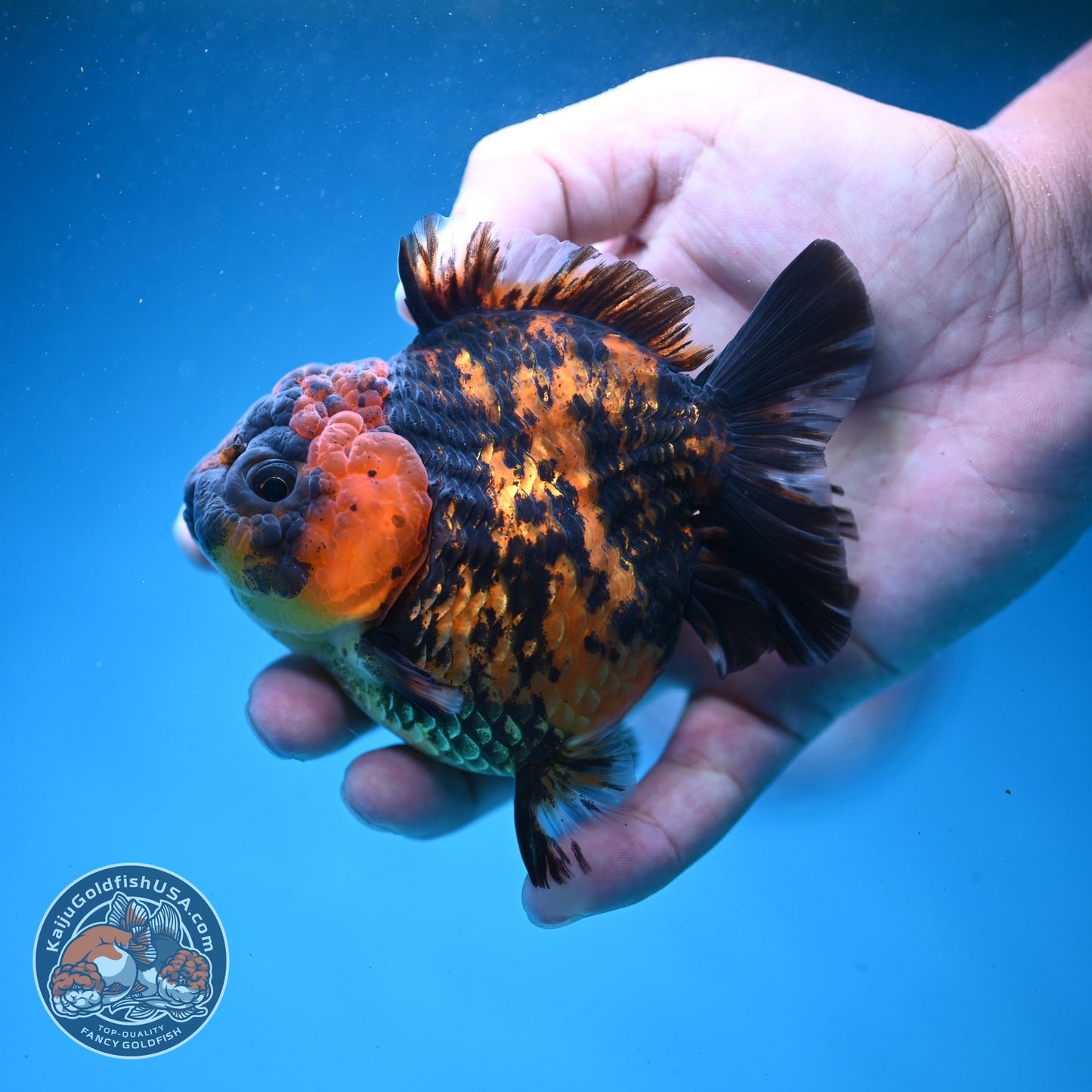Shogun Tiger Oranda 3.5 inch Body (260814_OR02)