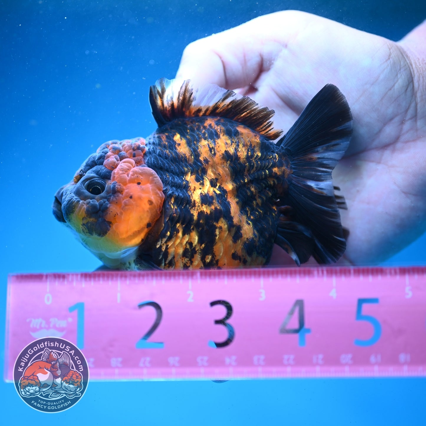 Shogun Tiger Oranda 3.5 inch Body (260814_OR02)